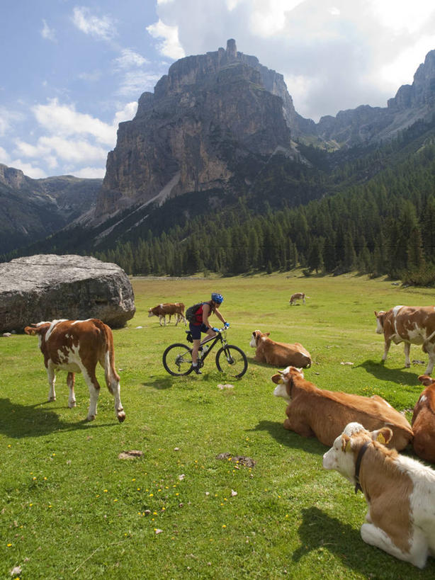 西方人,一个人,农场,竖图,室外,白天,旅游,草地,美景,山,自行车,意大利,欧洲,欧洲人,朦胧,模糊,景观,田地,山地车,车,脚踏车,骑,风景,自然,交通工具,骑车,景色,摄影,牲畜,自然风光,载具,阿尔卑斯山脉,母牛,多洛米蒂山脉,多罗迈特山,白种人,年轻人,彩图,旅行,家牛