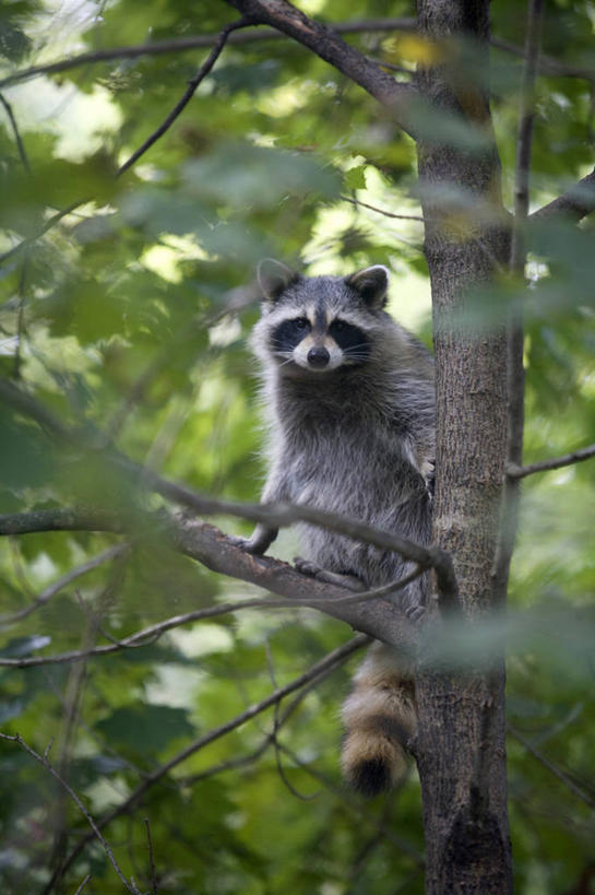 无人,竖图,室外,白天,纯洁,野生动物,叶子,美国,枝,树,自然,可爱,童年,童趣,摄影,浣熊,童真,烂漫,无邪,马萨诸塞,天真,彩图,对焦,好奇心