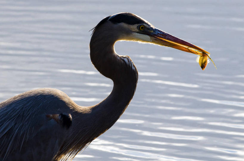 无人,站,吃,横图,室外,特写,白天,侧面,湖,水,野生动物,美国,波纹,捕食,鱼类,摄影,北美,北美洲,美洲,大蓝苍鹭,南卡罗来纳州,北亚美利加洲,亚美利加洲,南卡罗来纳,扇榈之州,矮棕榈之州,彩图,钓鱼,美利坚合众国