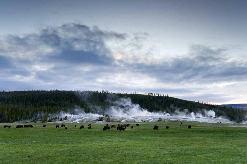 无人,横图,室外,白天,温泉,野生动物,美国,一群,许多,蒸汽,地形,田地,很多,风景,摄影,宁静,北美,北美洲,美洲,美洲野牛,怀俄明,黄石公园,间歇泉,北亚美利加洲,亚美利加洲,地质学,彩图,美利坚合众国