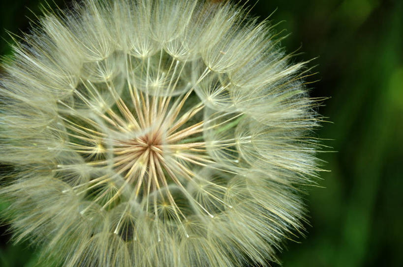 无人,横图,室外,特写,白天,爱情,蒲公英,印度,盛开,种子,花蕾,花,花瓣,花朵,鲜花,一朵,自然,花苞,花蕊,摄影,生长,脆弱,柔和,开朗,蒲公草,尿床草,黄花地丁,彩图