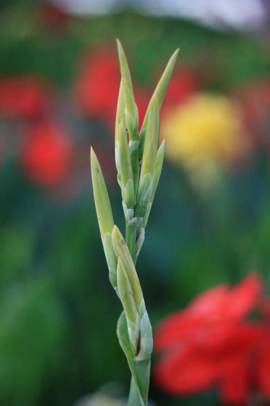 无人,竖图,室外,特写,白天,花蕾,花,花瓣,自然,摄影,生长,部分,脆弱,清新,美人蕉,兰蕉,大花美人蕉,红艳蕉,天津市,彩图