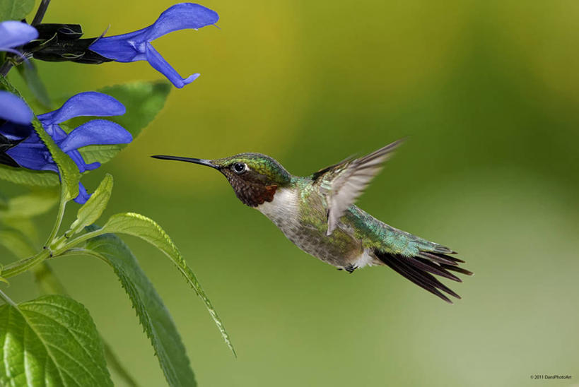 无人,横图,室外,特写,白天,蜂鸟,野生动物,叶子,美国,鸟类,枝,半空,飞,自然,摄影,园林,鼠尾草,脆弱,密苏里,彩图