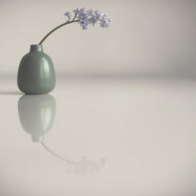 无人,方图,白色背景,花瓶,英国,盛开,反射,首都,花蕾,花,花瓣,花朵,鲜花,一朵,花苞,花蕊,摄影,脆弱,简单,清新,野风信子,彩图,影棚拍摄