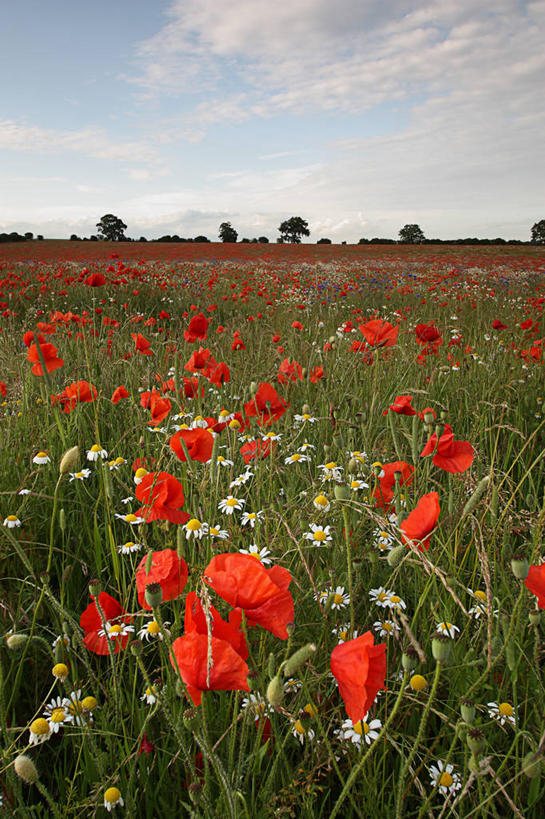 无人,竖图,室外,白天,美景,英国,景观,田地,云,雏菊,花,红色,天空,自然,夏天,景色,摄影,生长,宁静,清新,自然风光,赫特福德郡,彩图