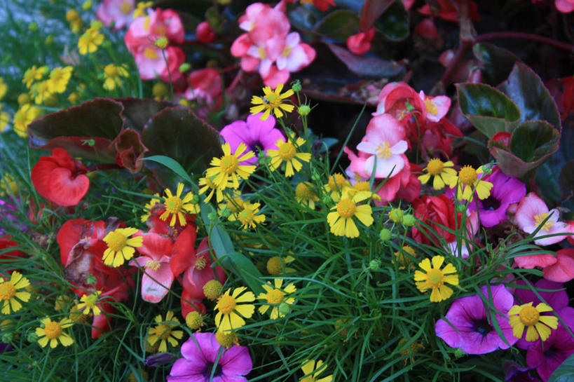 无人,横图,室外,白天,美景,北京,花坛,景观,首都,花,自然,景色,摄影,多样,脆弱,清新,自然风光,彩图