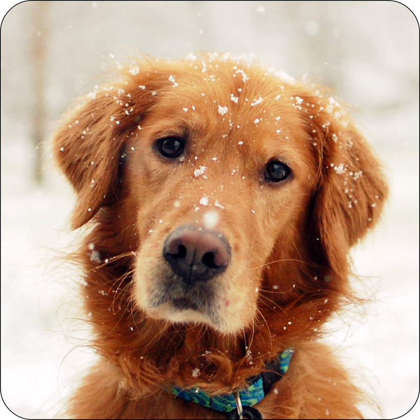 无人,方图,室外,特写,白天,纯洁,雪,宠物,美国,冬天,寒冷,可爱,童年,童趣,摄影,肖像,童真,烂漫,无邪,金毛寻回犬,天真,彩图