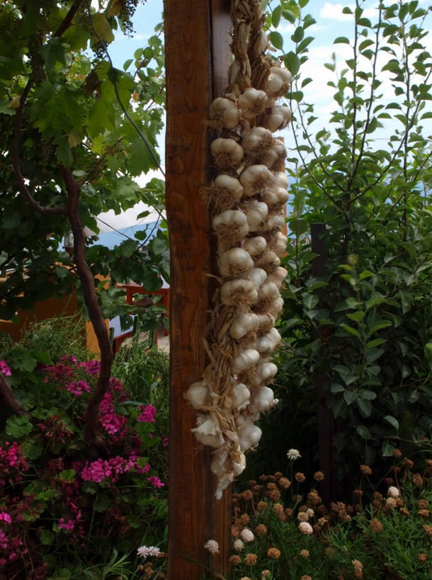 无人,竖图,室外,白天,美景,叶子,希腊,吊挂,悬挂,木制,庭院,景观,云,挂,饮食,花,自然,夏天,景色,摄影,生长,蒜瓣,清新,希腊文化,自然风光,斯基亚索斯岛,彩图