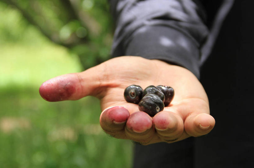 成年人,手,一个人,农民,横图,室外,特写,白天,农业,樱桃,水果,巴基斯坦,仅一个男性,拿着,饮食,草,黑色,摄影,部分,清新,健康食物,黑刺莓,俾路支省,彩图