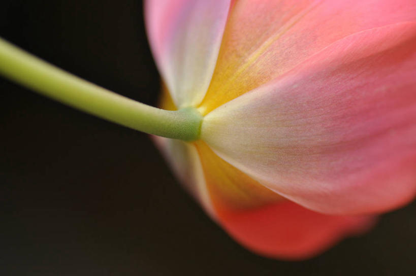 无人,横图,特写,郁金香,英国,黑色背景,盛开,茎,花蕾,花,花瓣,花朵,鲜花,一朵,粉色,自然,花苞,花蕊,摄影,脆弱,清新,萨里市,彩图,影棚拍摄