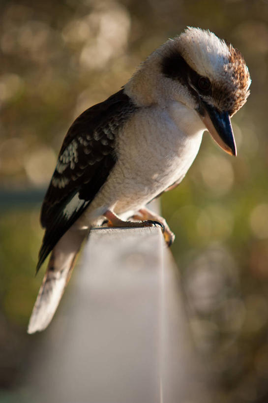 无人,栏杆,竖图,室外,特写,白天,侧面,野生动物,澳大利亚,木制,鸟类,动物,摄影,栖息,悉尼,笑翠鸟,彩图