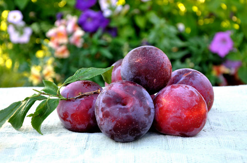 无人,菜园,横图,室外,白天,李子,水果,叶子,美国,饮食,花,摄影,北美,北美洲,清新,加利福尼亚,美洲,健康食物,加州,加利福尼亚州,金州,黄金州,北亚美利加洲,亚美利加洲,索诺马县,彩图,美利坚合众国,圣塔罗莎