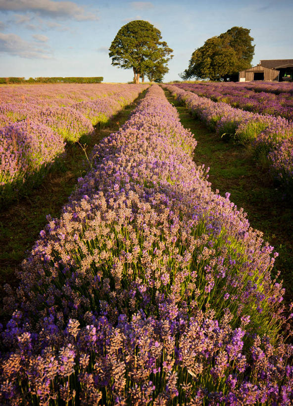 无人,竖图,室外,白天,爱情,农业,美景,英国,一排,整齐,房屋,景观,田地,云,浪漫,花,树,排列,风景,天空,自然,香草,夏天,薰衣草,景色,摄影,生长,宁静,脆弱,队列,清新,自然风光,呼吸,灵香草,黄香草,奇迹,农舍,彩图