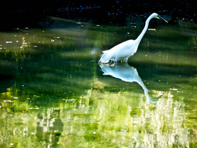 无人,横图,室外,侧面,水,白鹭,野生动物,日光,日本,涉水,反射,鸟类,树,自然,摄影,京都府,京都市,彩图