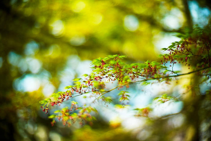 无人,公园,横图,室外,白天,仰视,叶子,日本,亚洲,枝,树,自然,摄影,生长,东亚,本州,本州岛,日本国,青森,青森县,东北地方,弘前,弘前市,鸡爪枫,彩图,低角度拍摄,青森弘前公园