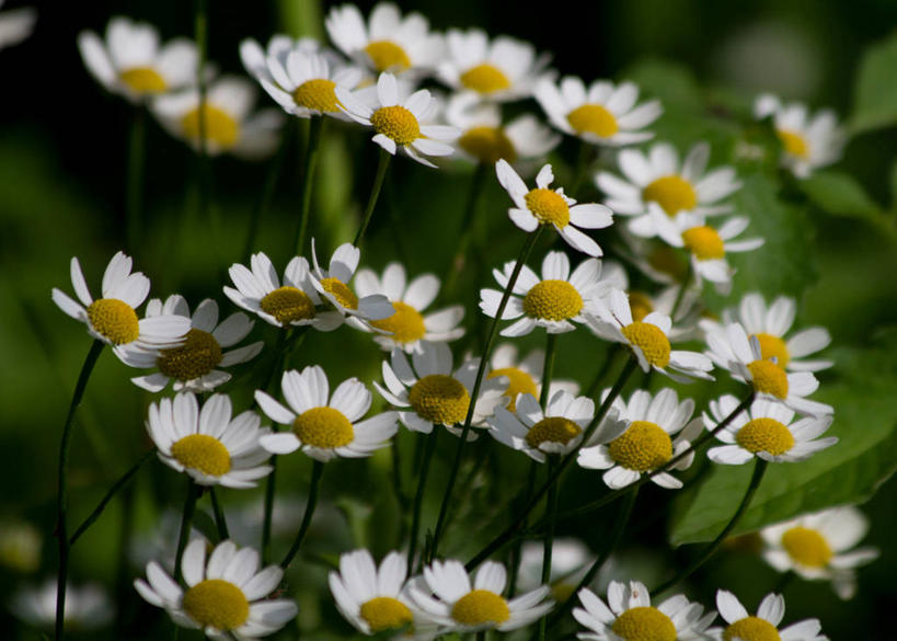 无人,横图,室外,白天,英国,花,白色,摄影,生长,园林,脆弱,菊科植物,清新,彩图