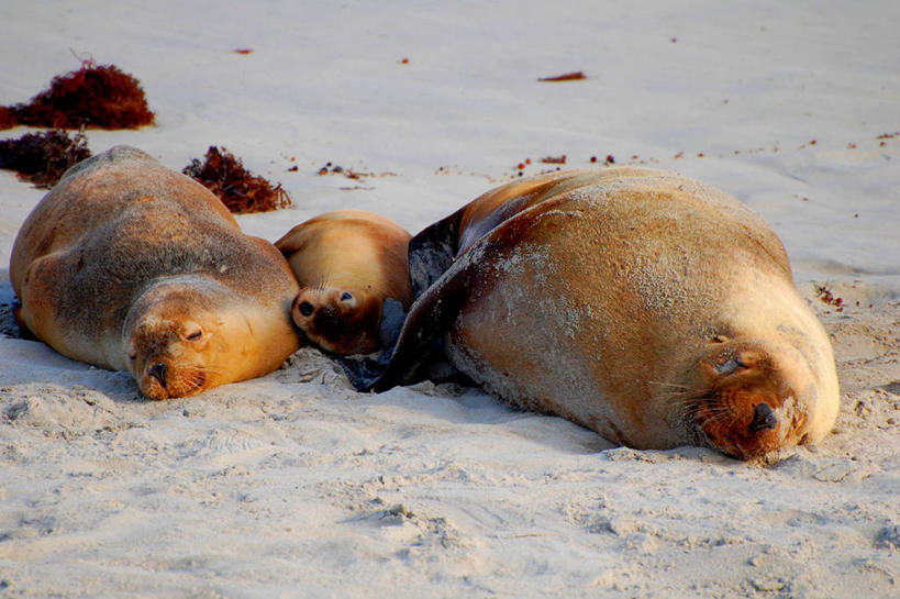 无人,躺,横图,室外,雪,哺乳动物,海豹,野生动物,加拿大,三只,动物,放松,可爱,摄影,活泼,海狗,多伦多,腽肭兽,海熊,闭着眼睛,睡觉,彩图