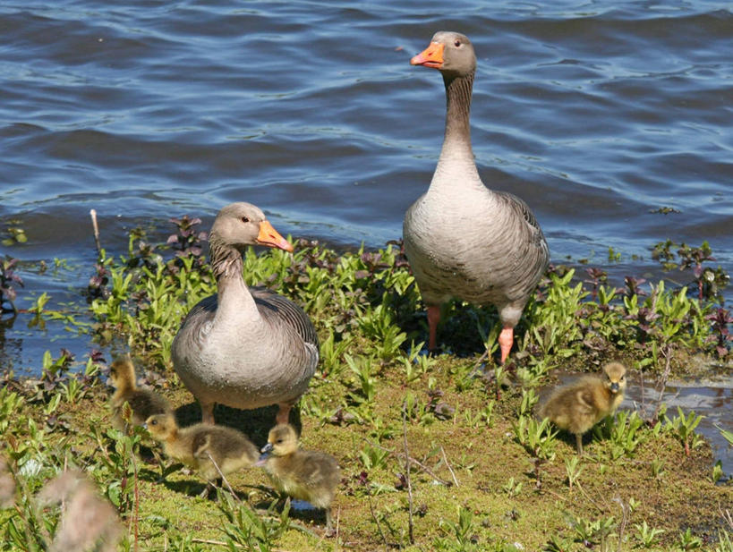 无人,横图,室外,白天,鹅,野生动物,英国,鸟类,小鸟,草,动物,摄影,灰雁,考文垂,死水,彩图