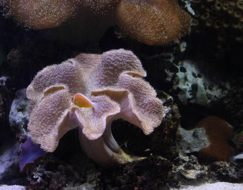 游泳,无人,横图,水下,英国,珊瑚,鱼类,粉色,自然,摄影,宁静,约克郡,士嘉堡,彩图