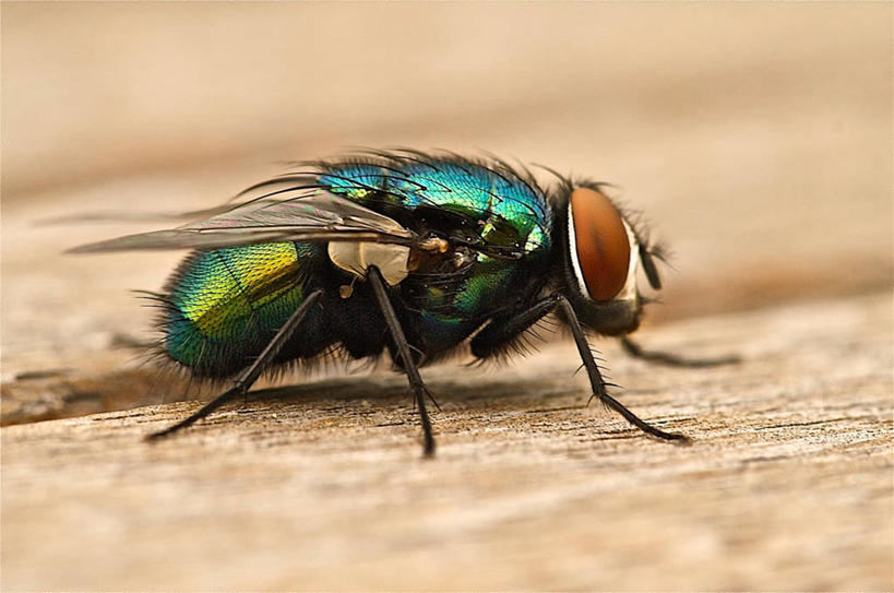 无人,横图,室外,特写,白天,野生动物,荷兰,昆虫,动物,摄影,益虫,奈梅亨,彩图
