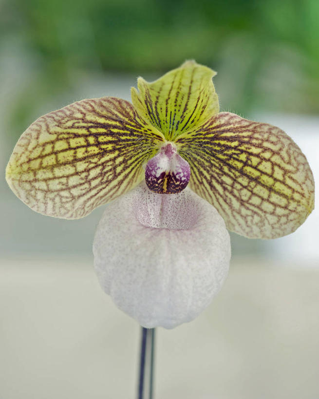 无人,竖图,室外,特写,白天,美景,叶子,日本,盛开,景观,花蕾,花,花瓣,花朵,鲜花,一朵,自然,花苞,花蕊,景色,摄影,脆弱,清新,自然风光,彩图