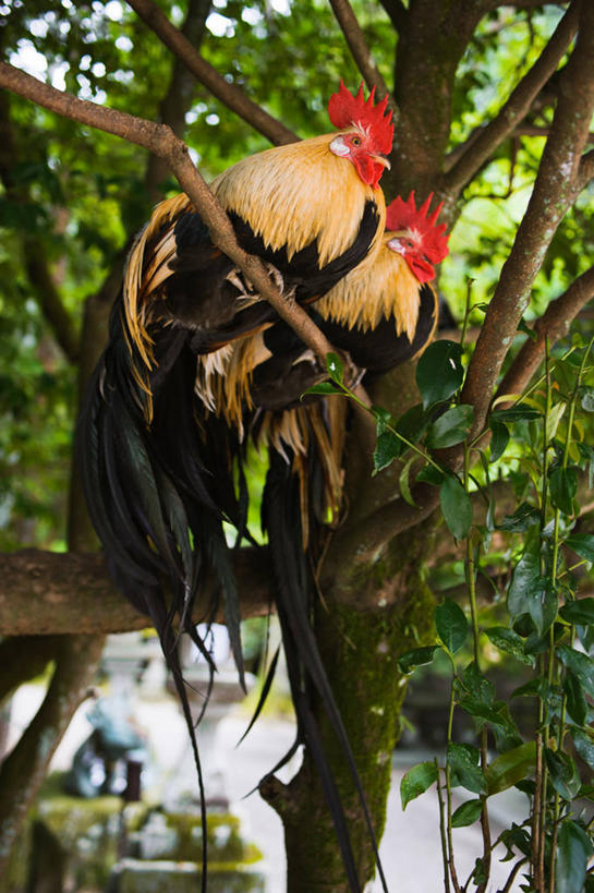 无人,坐,竖图,室外,白天,鸡,奈良县,日本,亚洲,枝,家禽,树,动物,两只,家畜,摄影,牲畜,东亚,本州,本州岛,日本国,近畿地方,奈良,近畿,公鸡,彩图
