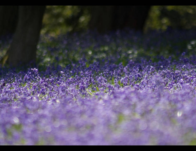 无人,横图,室外,白天,英国,花,紫色,自然,摄影,生长,宁静,脆弱,清新,萨里市,野风信子,彩图