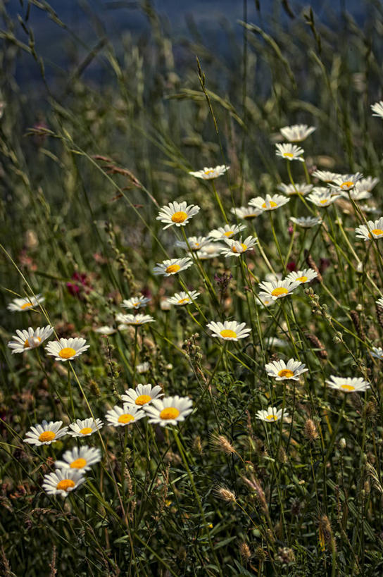 无人,竖图,室外,白天,意大利,草,雏菊,花,自然,摄影,生长,脆弱,清新,彩图
