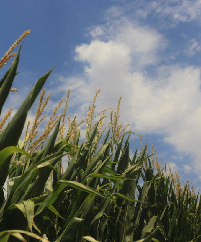 无人,竖图,室外,白天,农业,农作物,叶子,美国,房屋,田地,云,天空,自然,摄影,生长,亚利桑那,清新,彩图,甜玉米