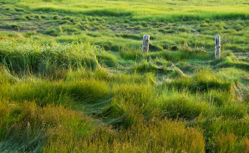 无人,横图,室外,白天,加拿大,草,风景,自然,木桩,摄影,生长,宁静,新斯科舍,安纳波利斯,彩图