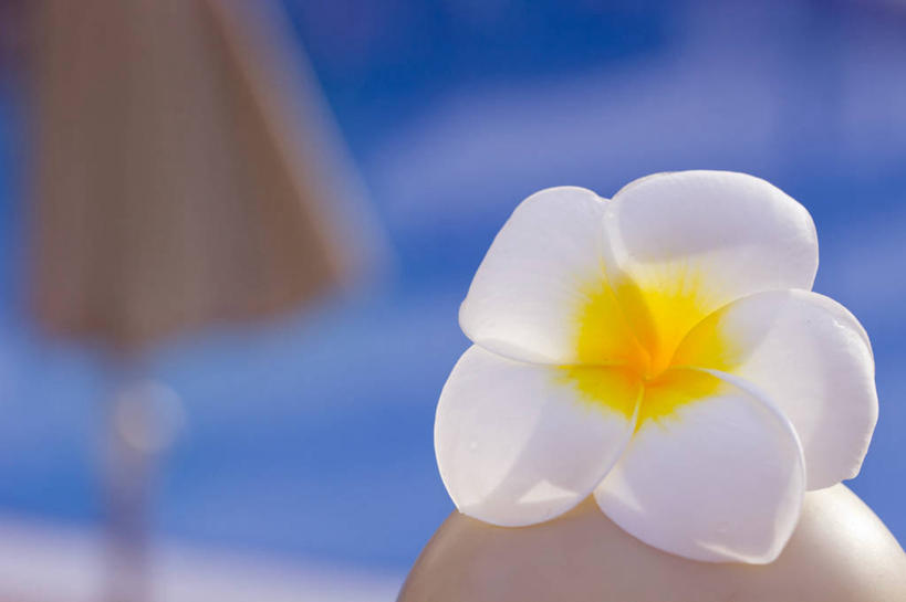 无人,横图,室外,特写,白天,留白,西班牙,花,一个,白色,摄影,单个,脆弱,清新,彩图