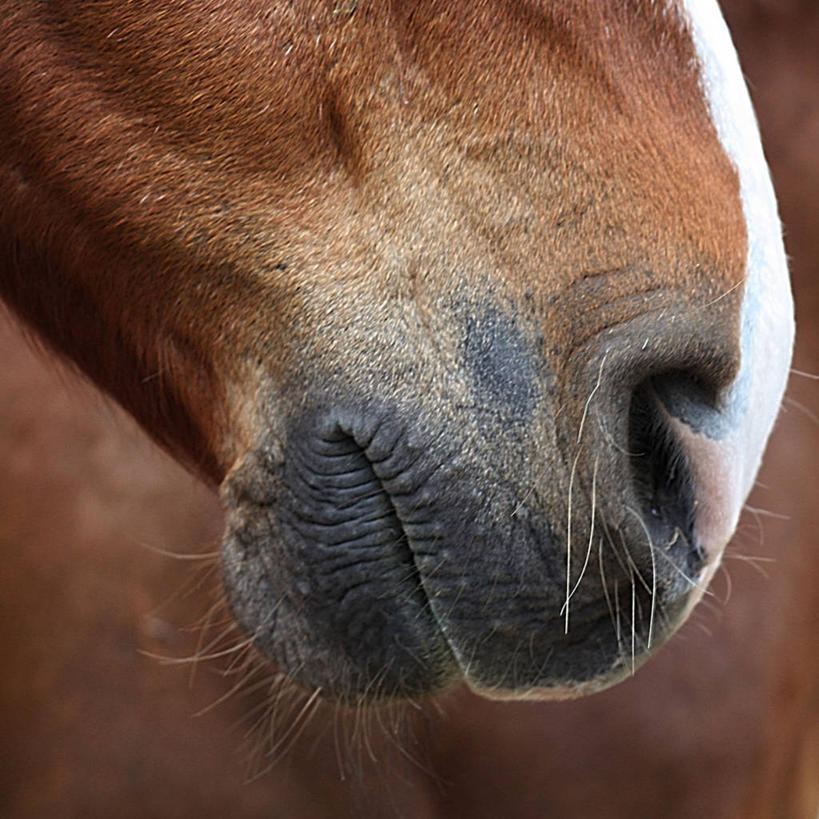 无人,方图,室外,特写,白天,马,美国,家畜,摄影,部分,堪萨斯,彩图