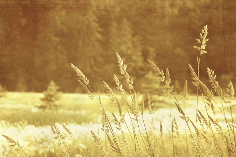 无人,横图,室外,白天,农业,草地,美国,羊胡子草,树,自然,摄影,生长,彩图