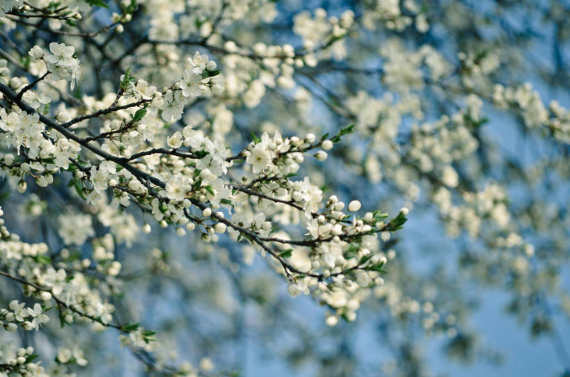 无人,横图,室外,白天,美景,德国,景观,枝,白色,天空,自然,景色,摄影,生长,脆弱,清新,自然风光,苹果花,苹果树,德累斯顿,萨克森,彩图