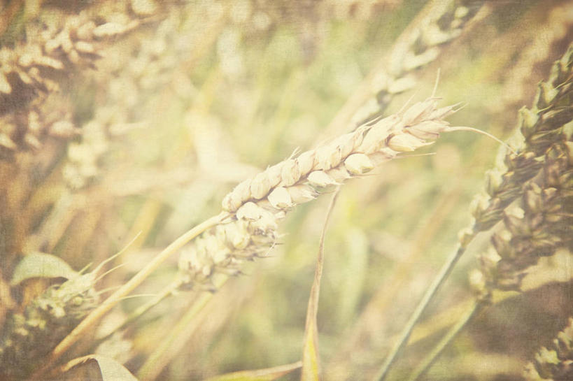 无人,横图,室外,特写,白天,旅游,度假,农业,小麦,美景,英国,景观,田地,娱乐,自然,享受,休闲,景色,放松,摄影,生长,简单,自然风光,兰开夏,彩图