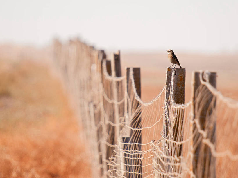 无人,站,横图,室外,白天,野生动物,西班牙,葡萄牙,欧洲,鸟类,篱笆,首都,里斯本,摄影,栖息,保护,里斯本区,南欧,葡萄牙共和国,彩图,罗西欧广场,罗西乌广场,佩德罗四世广场