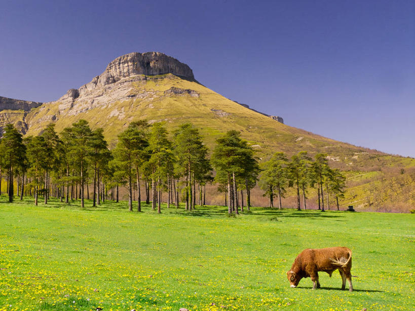 无人,横图,室外,白天,侧面,草地,山,西班牙,草,树,天空,自然,家畜,摄影,彩图