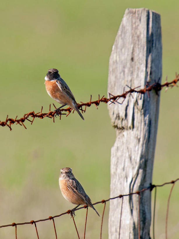 无人,竖图,室外,白天,野生动物,西班牙,木制,鸟类,篱笆,一对,自然,动物,两只,摄影,栖息,阿拉瓦省,彩图,带刺铁丝网