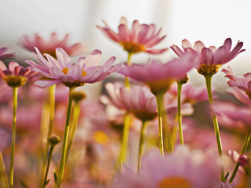 无人,横图,室外,特写,白天,西班牙,许多,很多,雏菊,花,花瓣,粉色,自然,春天,摄影,脆弱,清新,彩图