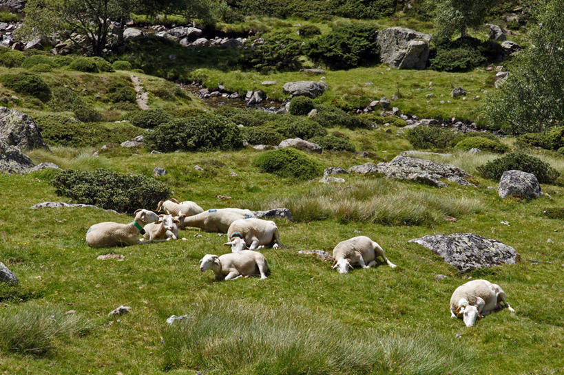 无人,躺,横图,室外,白天,旅游,度假,牧场,美景,法国,欧洲,地形,景观,羊群,娱乐,草,自然,享受,休闲,家畜,景色,放松,摄影,牲畜,西欧,法兰西,自然风光,法兰西共和国,法兰西第五共和国,南部.比利牛斯,阿列日省,南部.比利牛斯大区,岩石,绵羊,彩图