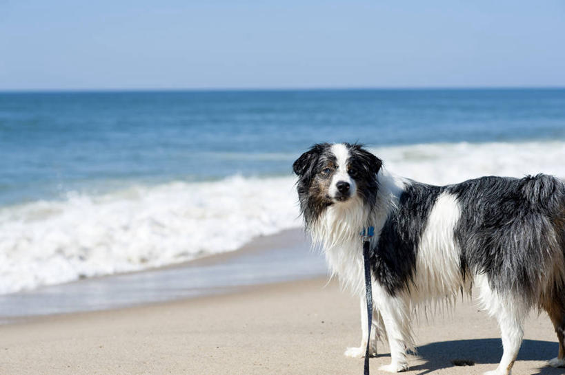 无人,横图,室外,白天,海浪,海洋,宠物,狗,美国,水平线,家畜,摄影,北美,北美洲,肖像,美洲,澳大利亚牧羊犬,马萨诸塞州,麻州,麻省,马萨诸塞,麻塞诸塞,老殖民地,海湾之州,北亚美利加洲,亚美利加洲,马撒葡萄园岛,马萨葡萄园岛,玛莎葡萄园岛,海滩,彩图,美利坚合众国