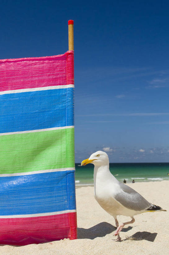 无人,竖图,室外,白天,海洋,海鸥,野生动物,英国,鸟类,沙子,水平线,天空,摄影,保护,搜寻,海滩,彩图