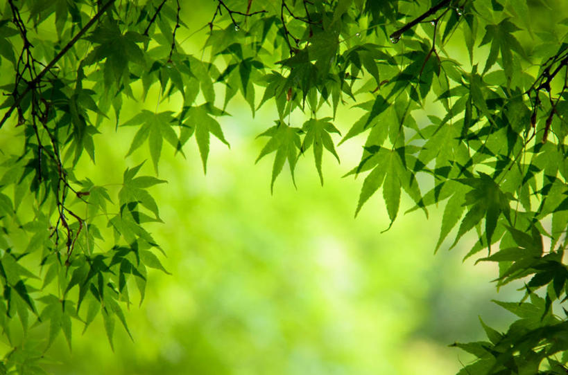 无人,横图,室外,特写,白天,叶子,日本,半透明,枫叶,绿色,自然,摄影,京都府,脆弱,清新,散焦,彩图