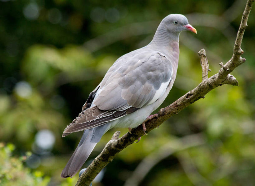 无人,坐,横图,室外,特写,白天,鸽子,野生动物,英国,鸟类,枝,树,自然,动物,摄影,栖息,园林,彩图