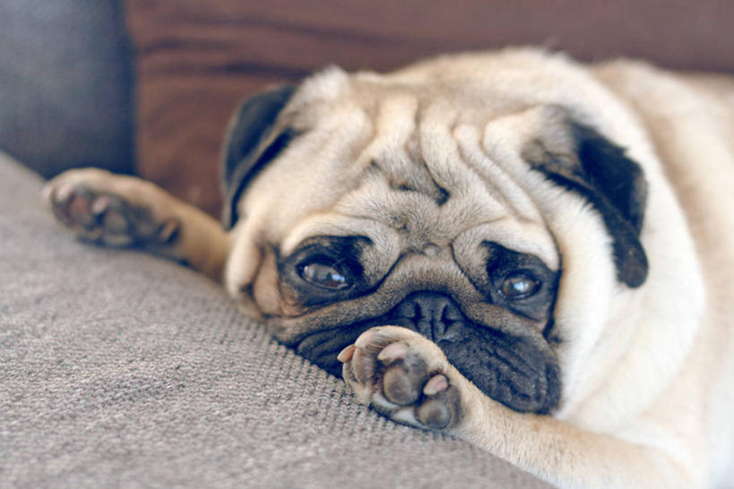 无人,横图,室内,特写,宠物,狗,澳大利亚,小的,家畜,放松,摄影,哈巴狗,肖像,墨尔本,彩图