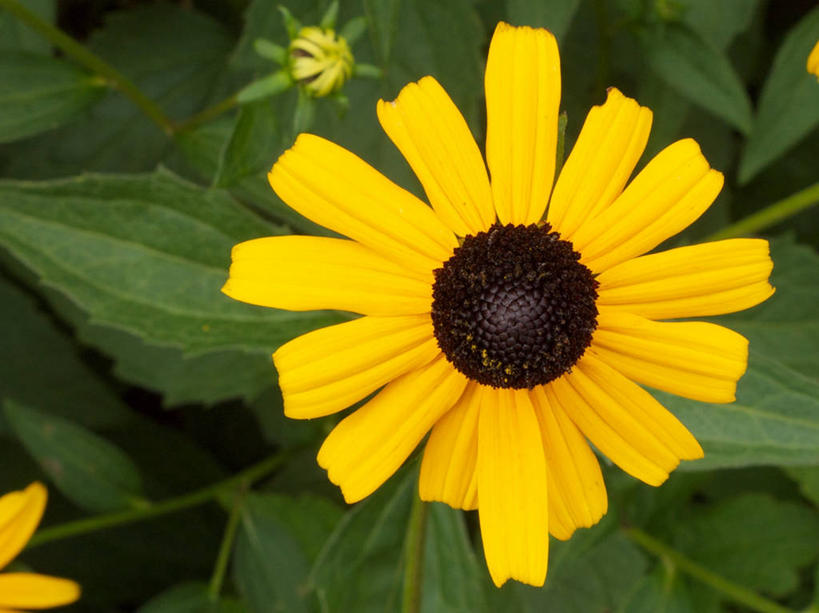 无人,横图,室外,特写,白天,美景,叶子,美国,景观,花,花瓣,黄色,自然,景色,摄影,脆弱,雄蕊,清新,自然风光,马萨诸塞,剑桥,彩图
