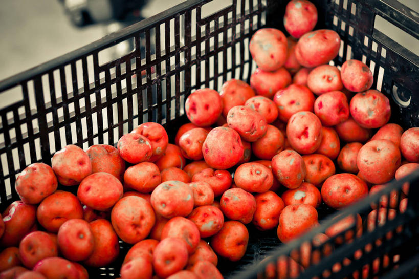 无人,横图,室内,蔬菜,美国,许多,丰富,篮子,很多,饮食,摄影,清新,健康食物,马纳萨斯,维吉尼亚,马铃薯,彩图