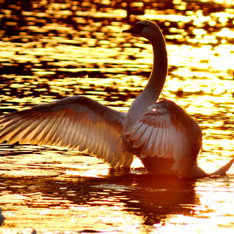 无人,公园,方图,室外,日落,水,野生动物,天鹅,英国,鸟类,池塘,首都,伦敦城,肯辛顿花园,自然,摄影,彩图