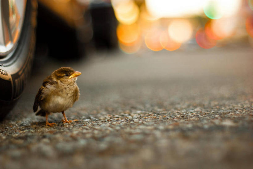无人,横图,室外,白天,野生动物,纽约,美国,小的,鸟类,动物,轮胎,摄影,纽约州,彩图