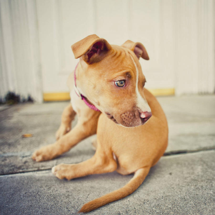 无人,坐,方图,室外,白天,路,宠物,狗,纽约,美国,动物,家畜,摄影,彩图